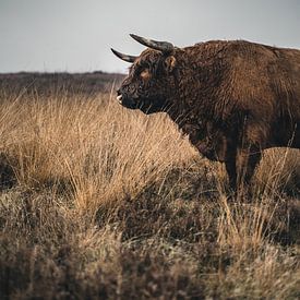 Scottish Highland Bull by Colin van Wijk