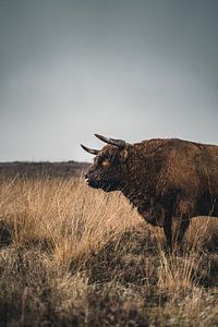 Schotse Hooglander van Colin van Wijk