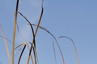 Grassprieten