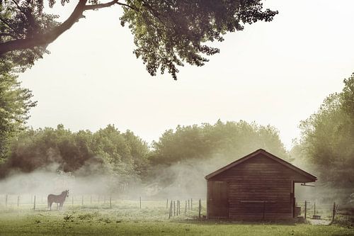 Betoverende Paardenfoto in Mistige Wei - Kunst aan de Muur voor Serene en Mystieke Interieurs