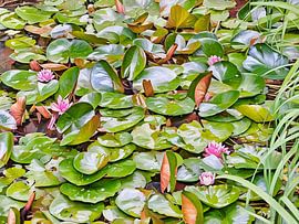 Serene Water Lily Pads