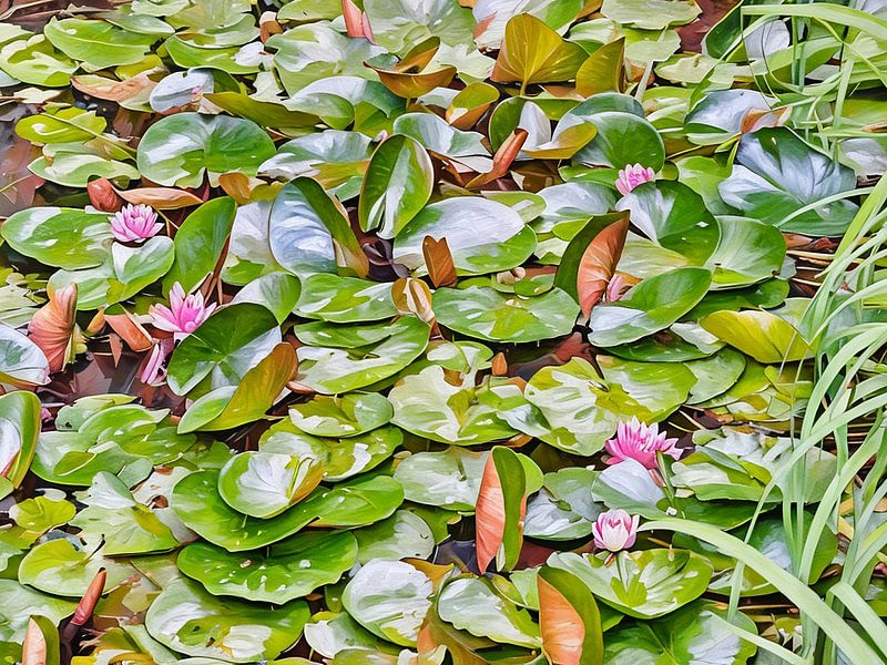 Serene Water Lily Pads by Sergio Pazzano