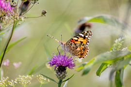 Distelschmetterling von Henk bohmers
