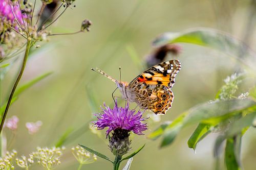 Distelvlinder
