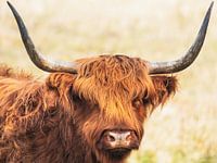 Scottish Highlander