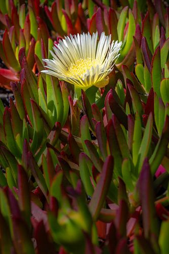 Carpobrotus von Denis Feiner