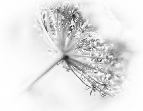 Hogweed in black and white
