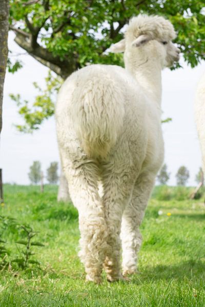 Alpaca Silvester by Marjoleine Knappers