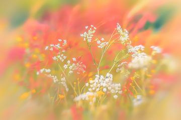 Blumenwiese mit roten und weißen Farben von Ron Poot