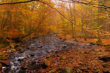 Herfst in de Ardennen van Geert Van Baelen