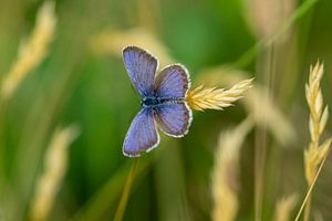 Bläuling Schmetterling (Polyommatus icarus) isoliert auf einem Feld