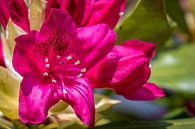 Rhododendron van Hans Tijssen thumbnail