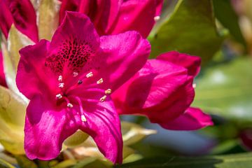 Rhododendron van Hans Tijssen