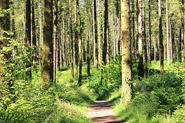 Monivea Grafschaft Galway Irland von Yria Meijer