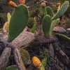 Cactusvijgen uit Masca _ V van Loris Photography