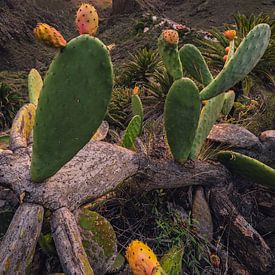 Cactusvijgen uit Masca _ V