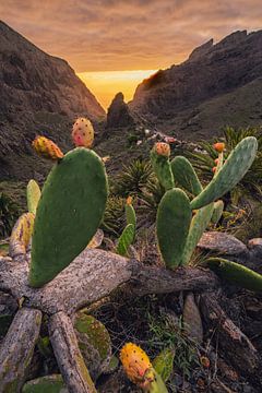 Cactusvijgen uit Masca _ V van Loris Photography