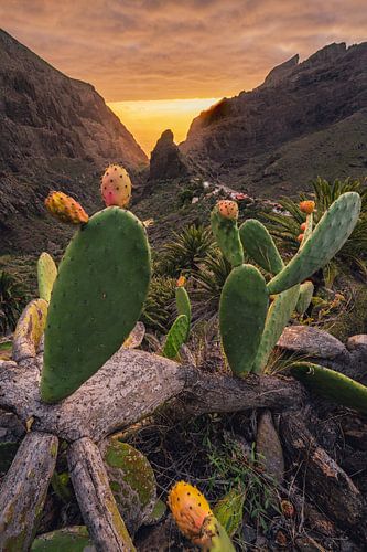 Cactus figs from Masca _ V by Loris Photography