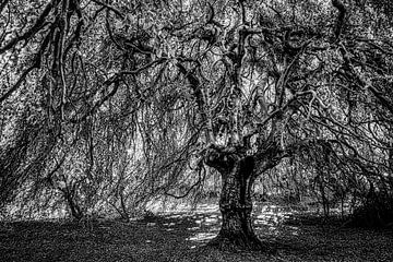 Weeping beech foliage and trunk by Dieter Walther