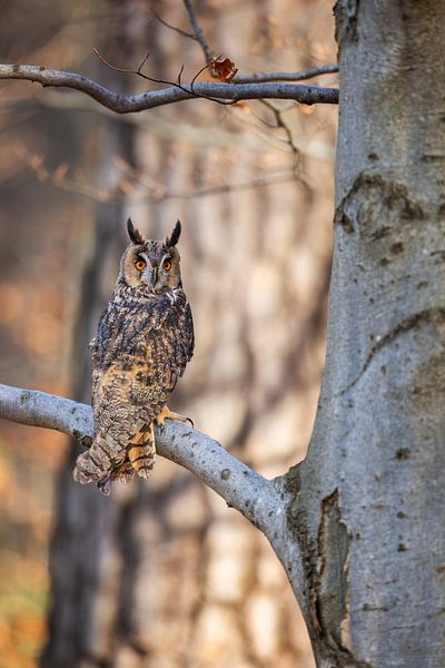 Waldohreule im Herbstwald von Daniela Beyer