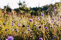Champ de fleurs violettes dans les forêts du Brabant
