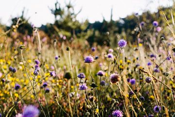Purple flower field in Brabant forests by Carla van Dulmen