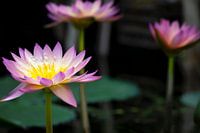 Waterlily