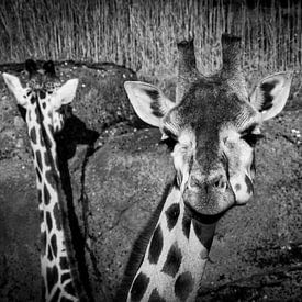 Giraffen van dichtbij van Abi Waren