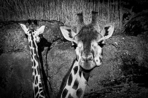 Giraffen van dichtbij