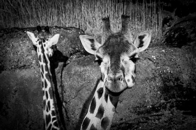 Giraffen van dichtbij by Abi Waren