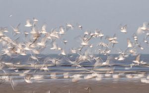 Come fly with me (Mouettes volantes sur la côte, photographiées avec une longue vitesse d'obturation)