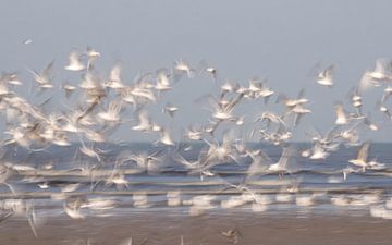 Come fly with me (Vliegende zeemeeuwen aan de kust, gefotografeerd met lange sluitertijd) van Birgitte Bergman