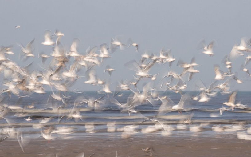 Come fly with me (Flying seagulls on the coast, photographed with long shutter speed) by Birgitte Bergman