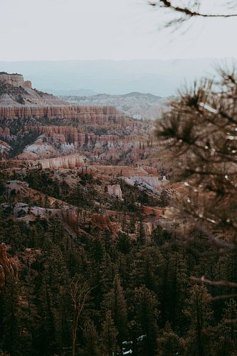Bryce canyon door de bomen | reisfotografie art print