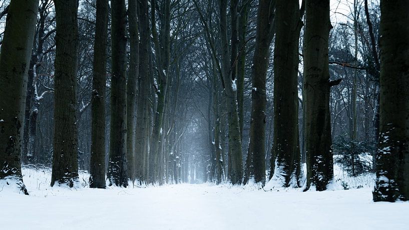 Sneeuwlaan van Sake van Pelt