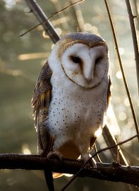 Flying puffin by Wendy Hilven