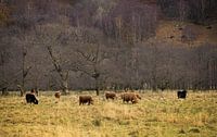 Schotse hooglanders, Ben Nevis, Schotland