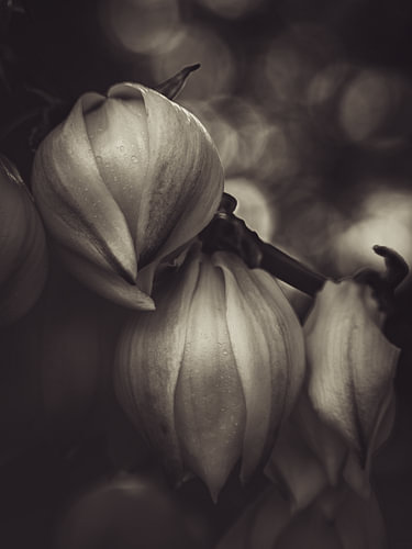 Light in Silence