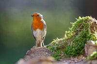 Robin