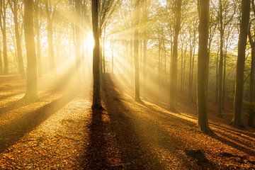Zonneharpen schijnen door de bomen op een mooie ochtend van Bas Meelker