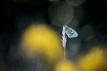 Vlinder tussen gele bloemen van Bob Daalder