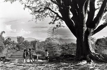 Des enfants vietnamiens autour d'un arbre géant à Kon Tum sur Silva Wischeropp
