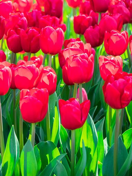 Tulipes rouges par Martijn Tilroe