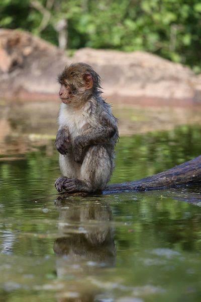 Berberaffe von Miranda Jansen Fotografie