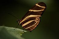 vlinder van Saskia Cloo-Hartsema thumbnail