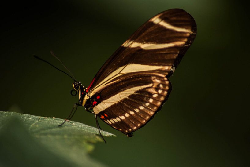 vlinder van Saskia Cloo-Hartsema