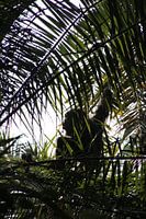 Young Chimpanzee in Uganda
