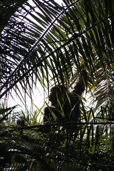 Jeune chimpanzé en Ouganda par Linda Baart | lindabaartkunst