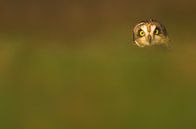 Short-eared Owl face by Beschermingswerk voor aan uw muur thumbnail