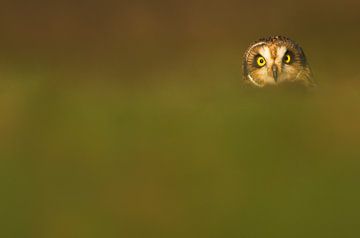 Short-eared Owl face by Beschermingswerk voor aan uw muur